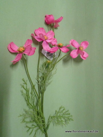 Cosmea m. 5 Blüten, 67cm, pink