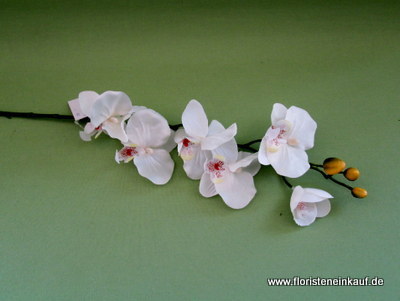 Orchidee Phalaenopsis mit 6 Blüten, 72 cm, cream