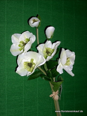 Christrosen-Helleborus-Bund, 39cm, weiß, 4 Stck.