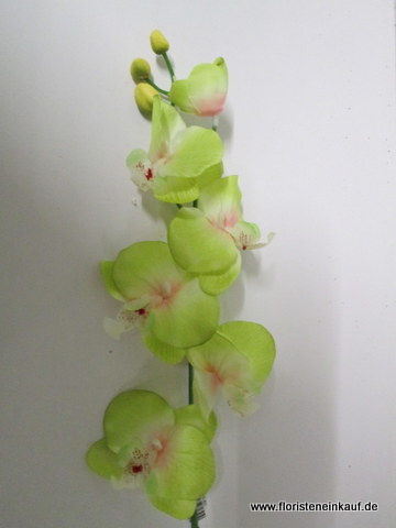 Orchidee Phalaenopsis  m. 6 Blüten, 72cm, grün