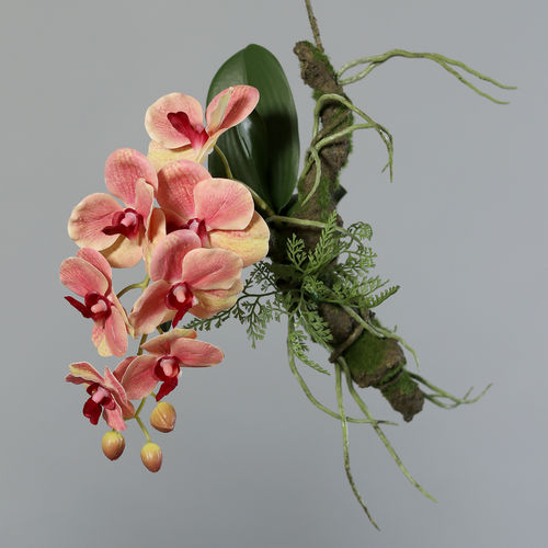 Orchidee mit Ast zum Hängen, salmon-pink