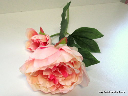 Pfingstrose mit 2 Blüten, 60 cm, pink
