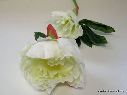 Pfingstrose mit 2 Blüten, 60 cm, cream