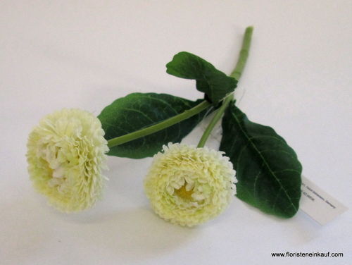 Bellis mit 2 Blüten, gelb-weiß, 23 cm