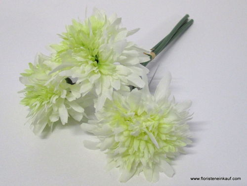 Scabiosa Bund, 25cm, white-green, 3 Stck.