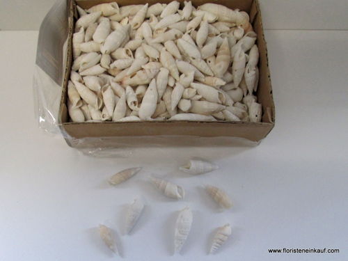 Spiralmuscheln, 1220 g in Box, 15 x 20 x 6 cm