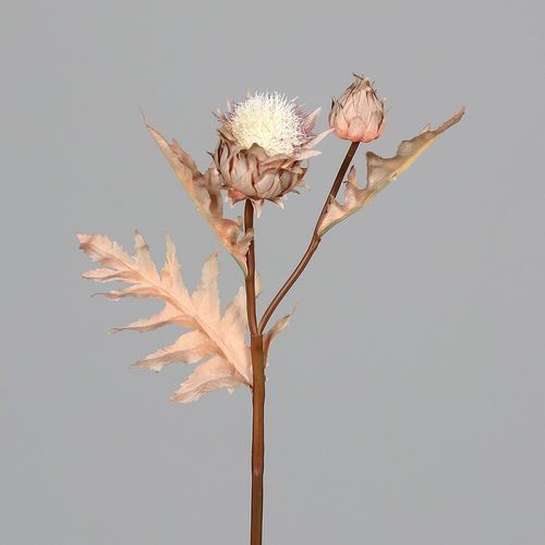Artischokenblüte mit einer Knospe, 44 cm, creme
