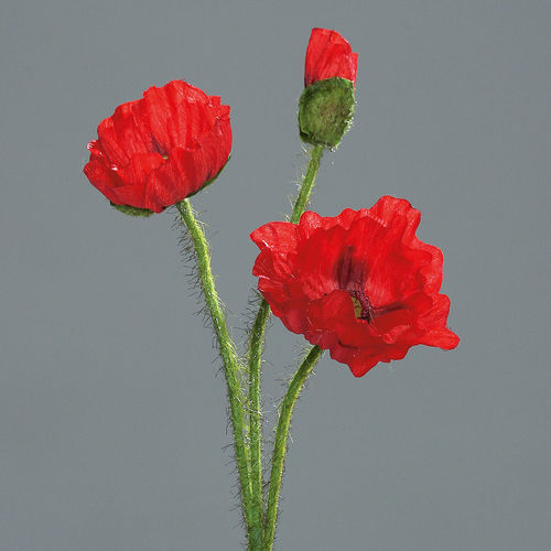 Mohn mit 3 Blüten, 48 cm, rot