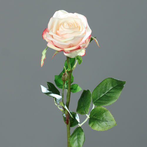 Rose x1, 66 cm, peach-yellow