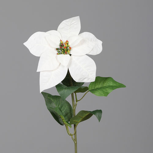 Poinsettia, 55 cm, cream