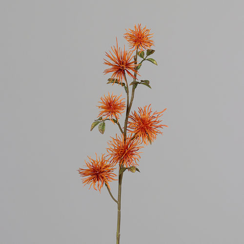 Hamamelis Pick, 51 cm, orange