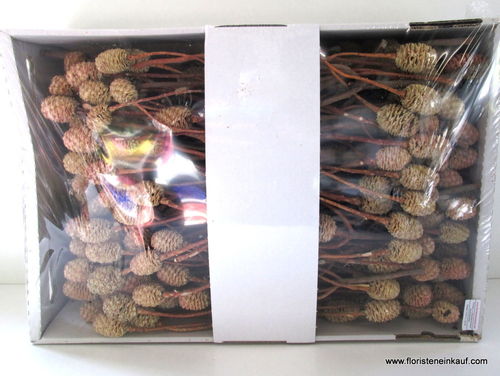 Sabulosum Zweige, 3 Kopf, 100 Stück, natur