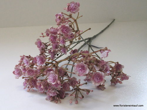 Schleierkraut, 70 cm, lavender