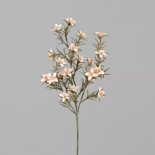 Bergwiesen Kraut m.Blüten,45 cm, salmon