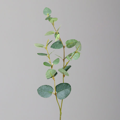 Eukalyptus, 48 cm