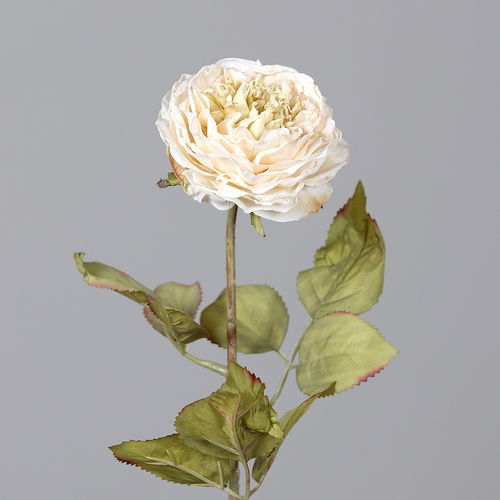 Rose, 50 cm, cream